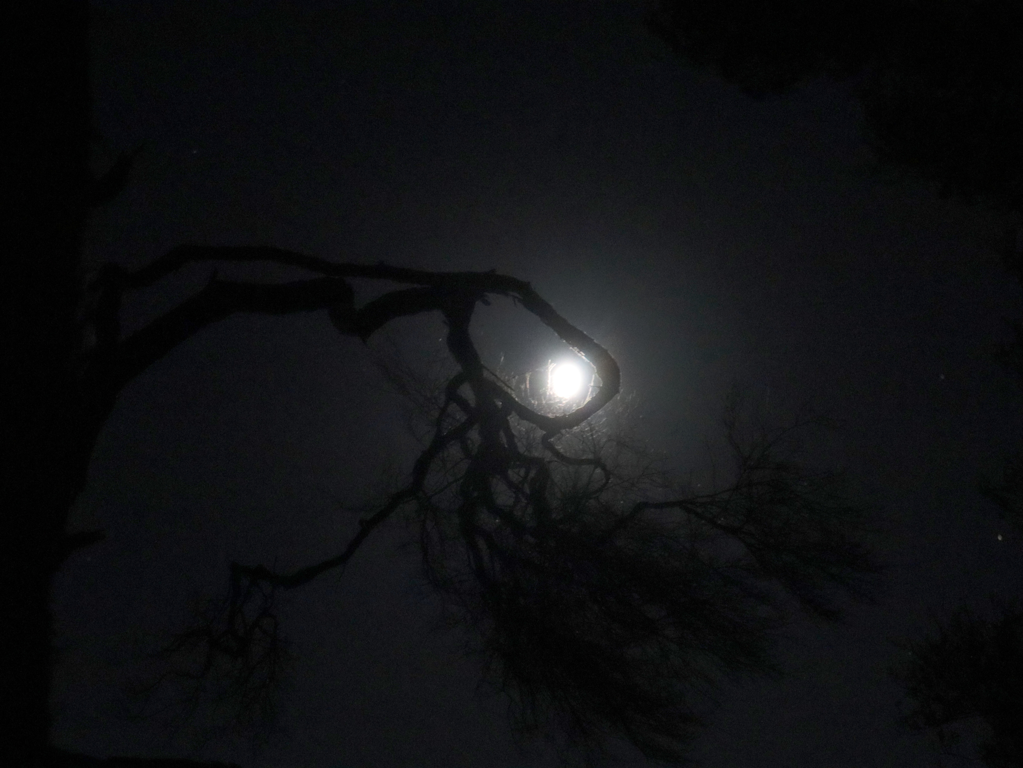 The moon caught in a Manuka Tree